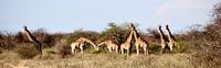 Panorama De familie Giraffe!