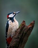 great spotted woodpecker