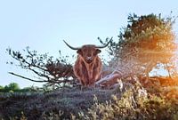 Schottischer Highlander