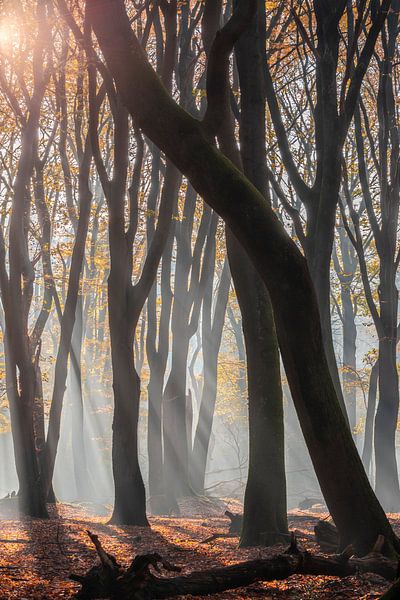 Les rayons du soleil dans le Speulderbos par Midi010 Fotografie