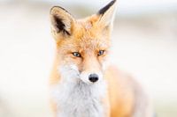 The gentle wildness of nature II