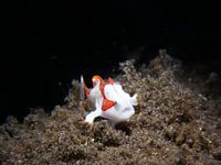 Juvenile Clown Frogfish (Antennarius maculatus), Tulamben, Bali, Indonesia
