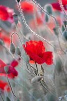 Poppies in green-grey