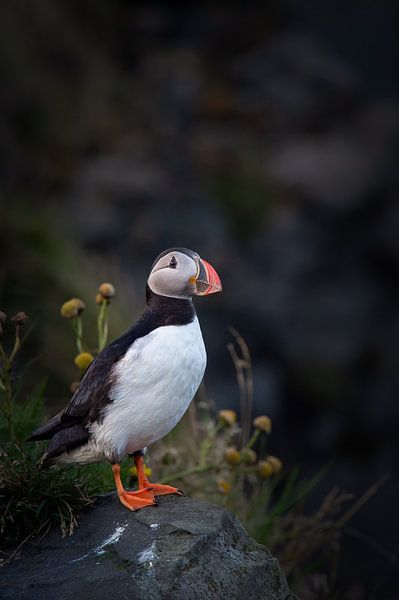 Papageientaucher, Island von Freddy Van den Buijs