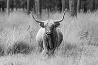 Majestätischer schottischer Highlander, fotografiert im Naturschutzgebiet Stippelberg, Deurne. Eine zeitlose Darstellung von Ruhe und natürlicher Schönheit.