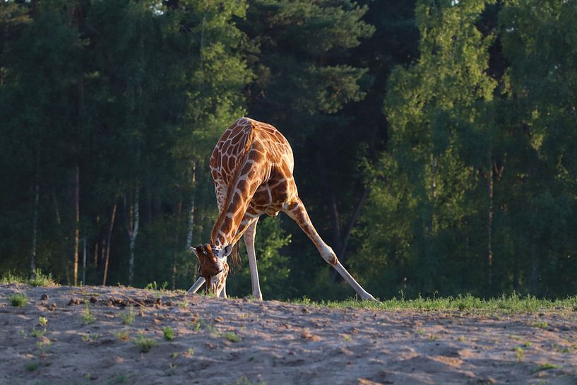 Giraffe von MJB Photography