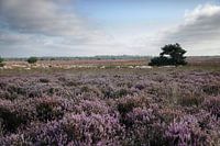 Weidende Schafherden im Heideland
