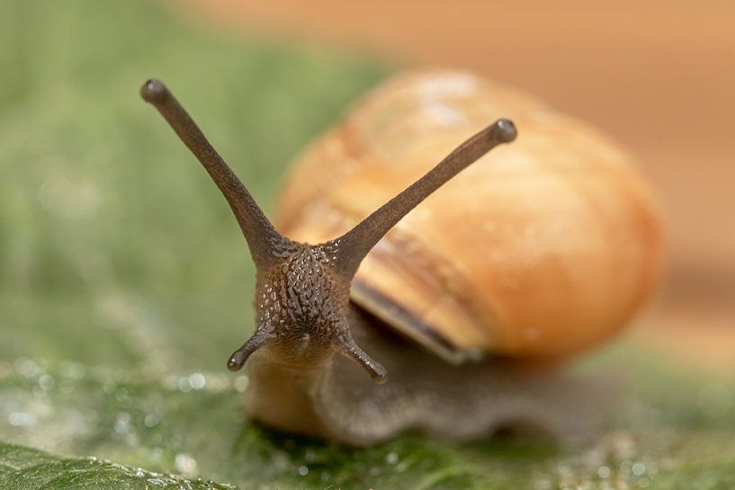 Garden snail looks at you. by Tanja van Beuningen