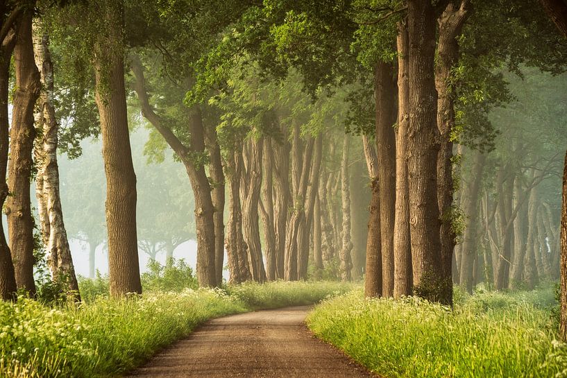Un ressort doux par Lars van de Goor