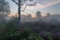 A beautiful birch between the purple heather fields