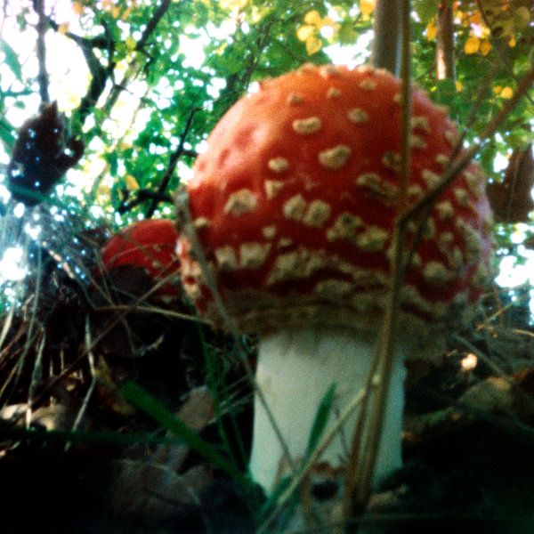 Kabouter  spillebeen von Marije Engelsman