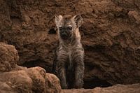 Neugieriges Jungtier