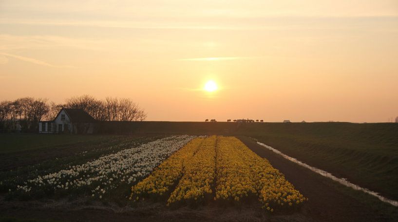 Texel Landschap 19 von Starworks:  LinaLena van der Star
