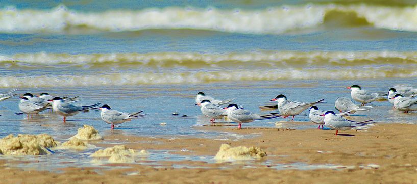 Sternes arctiques par Peter van Rijn