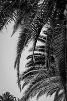 Palm trees in black and white