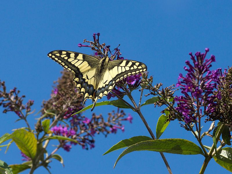 Schwalbenschwanz von Mario de Lijser