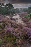 heathland on the Veluwe