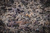 Aangespoelde zeesterren