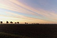 Zonsopkomst Lofar (grootste radio teleskoop)