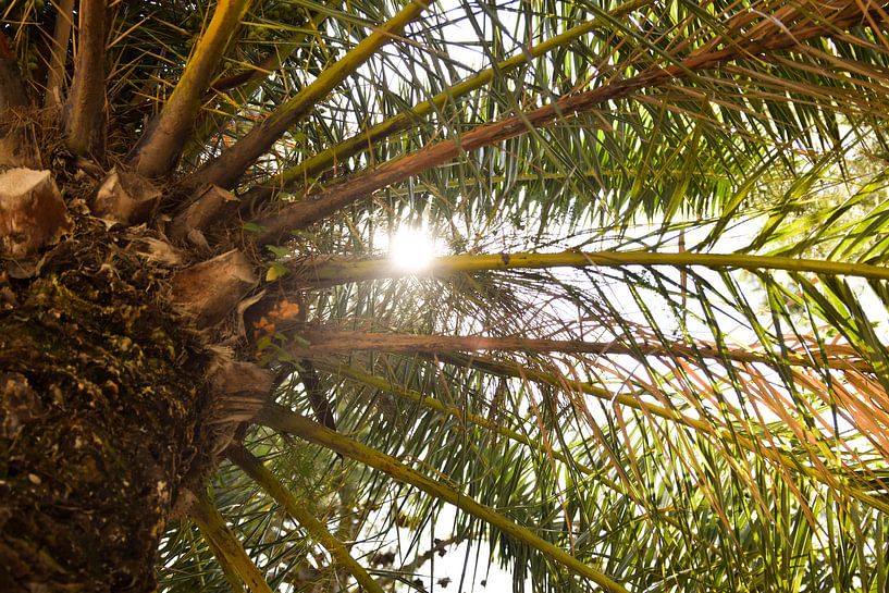 Palmier et soleil en Espagne par Maria-Maaike Dijkstra