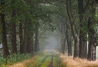 Allee von Bäumen im Wald mit Nebel