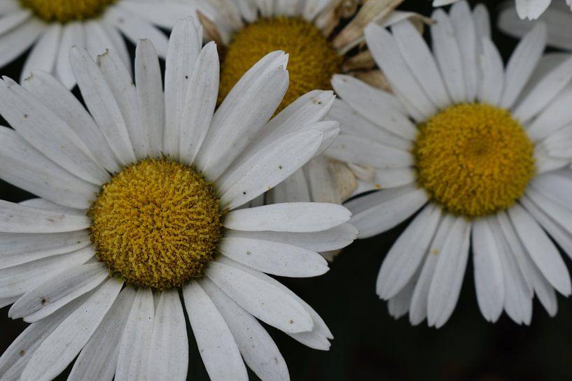 Fleurs blanches par Jo-Ann Horst Photography