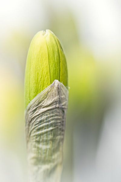 Ce n'est pas une mini-jupe... (fleur, jonquille en bouton) par Bob Daalder