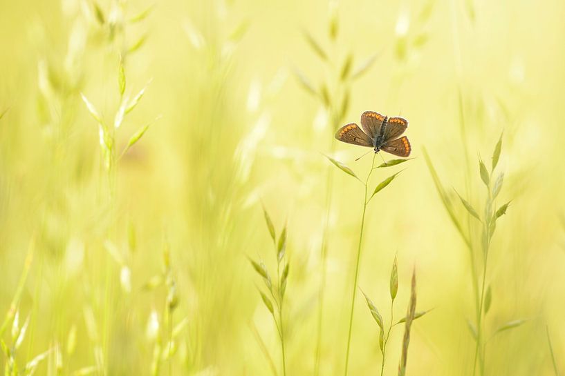 Tan blue by Elles Rijsdijk