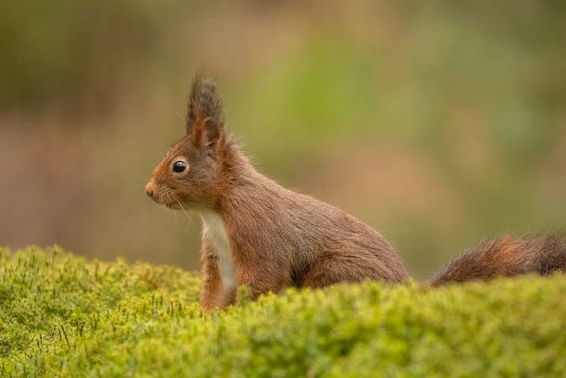 Eichhörnchen im Wald von Tanja van Beuningen