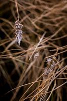 Frozen grass | Grass palm in ice | Nature photo