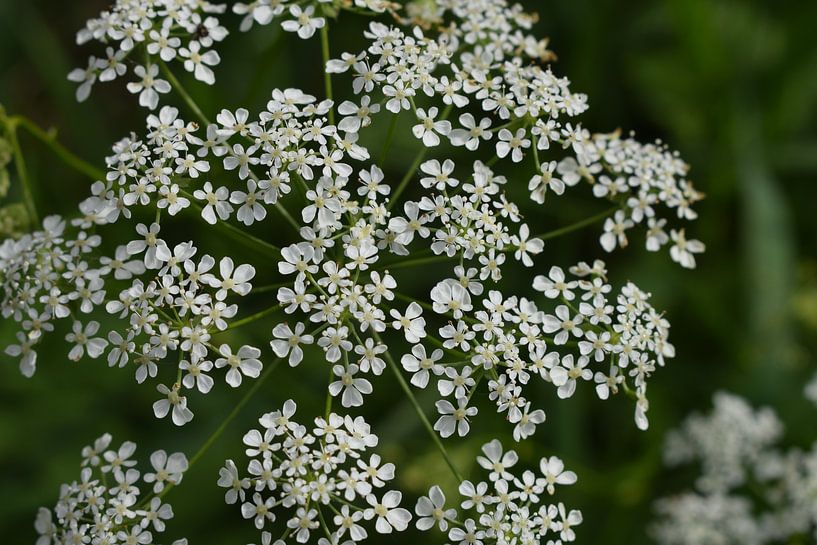 Wild white flowers in sunlight by Breezy Photography and Design
