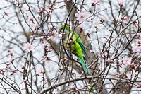 Der Sittich und seine Kirschblüte