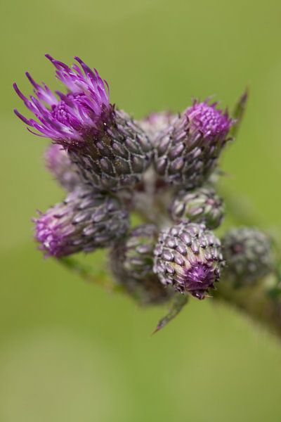 A little thistle by Pieter van Roijen