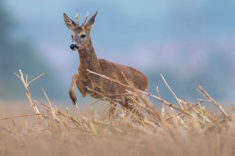 Un jeune chevreuil mâle se tient dans un champ de chaume moissonné un matin d'été. par Mario Plechaty Photography