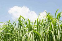 ornamental grasses Zeijerveld