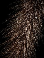 Golden dewdrops on ornamental grass