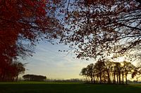 Wiese mit Bäumen in Herbstfarben