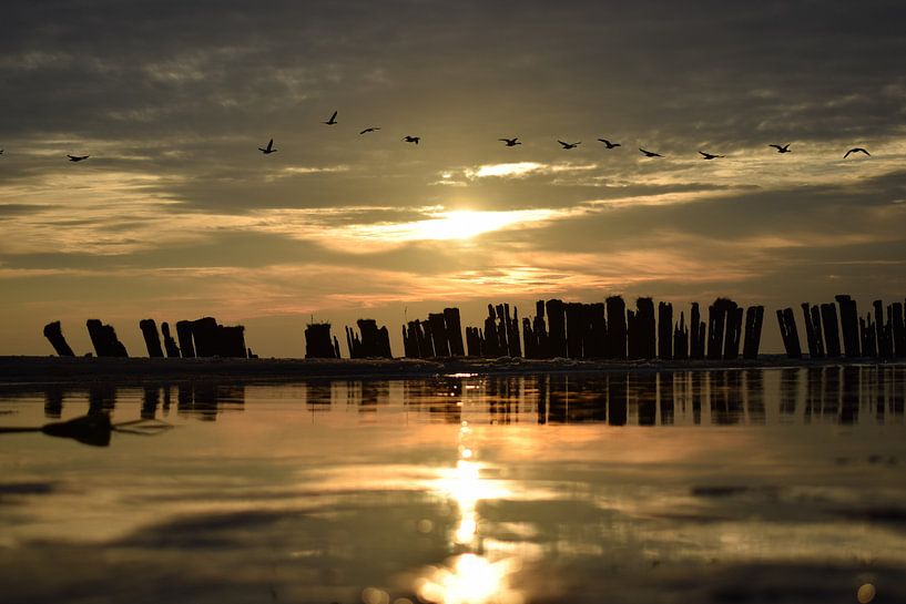 Ganzen vlak voor de zonsondergang by Hindeloopen Natuurlijk