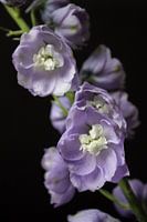 Delphinium Camelliard, Larkspur, flower purple blue
