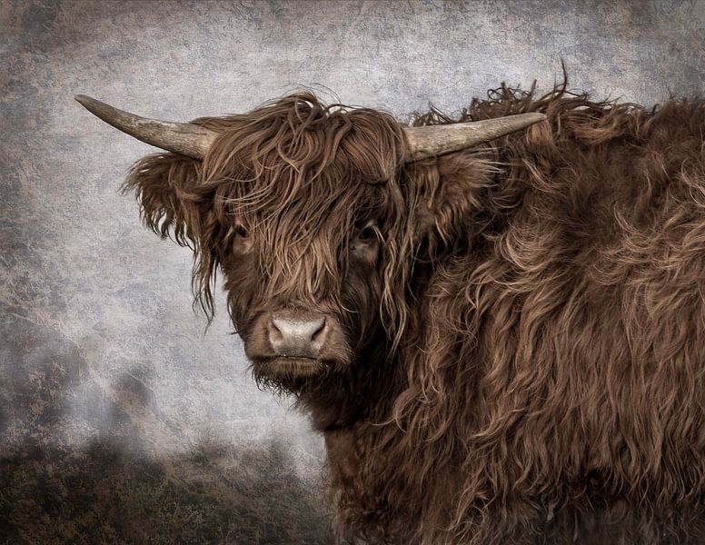 Schottischer Highlander von natascha verbij