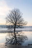 arbre dans la brume du matin