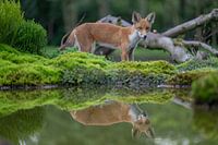 jonge vos bij drinkpoel