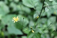Small yellow flower in green