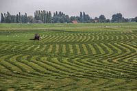 Kunstwerk in het gras