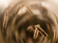 Hazestaartje in ochtendmist met zon7