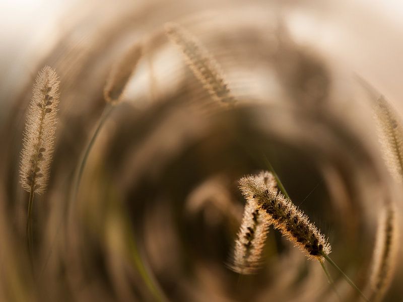 Hazestaartje in ochtendmist met zon7 von Katja Waltmans