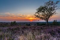 A beautiful summer evening on the moors