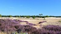Purple heather on a sand drift with blue sky