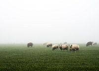 Sheep in the fog