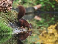 Eichhörnchen auf dem Wasser
